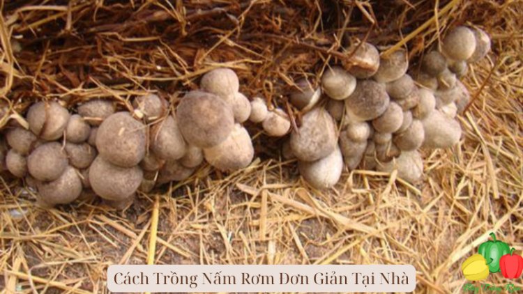 Cách Trồng Nấm Rơm Đơn Giản Tại Nhà