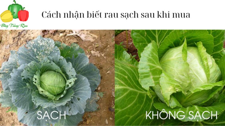 Cách nhận biết rau sạch sau khi mua