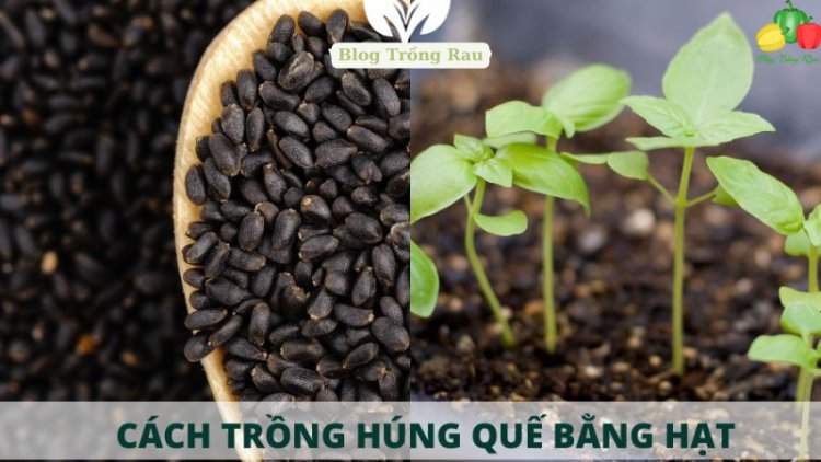 Cách trồng rau quế bằng hạt theo các bước