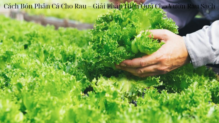 Cách Bón Phân Cá Cho Rau – Giải Pháp Hiệu Quả Cho Vườn Rau Sạch